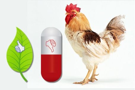 植物提取物飼料添加劑 畜牧行業(yè)21世紀的熱門趨勢