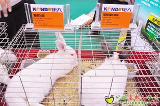 康大兔業(yè)參展2010中國畜牧業(yè)暨飼料工業(yè)展覽會 引領(lǐng)兔業(yè)發(fā)展新趨勢